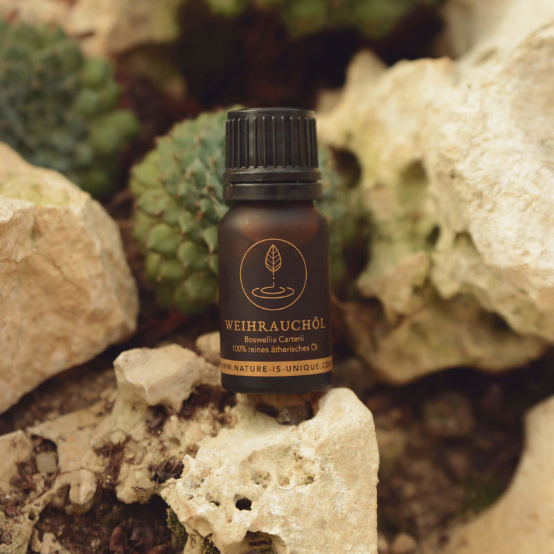 Sustainable frankincense resin harvest