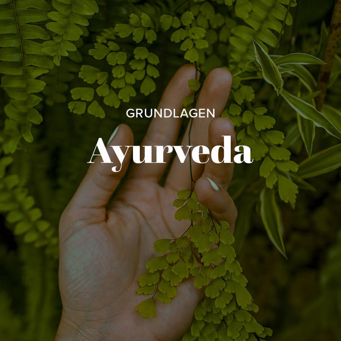 Frankincense Maydi Boswellia frereana