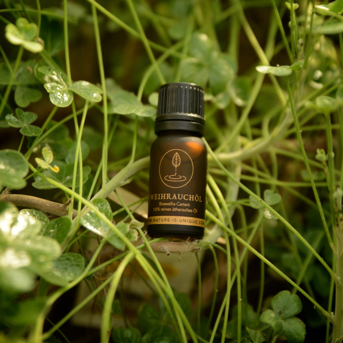 MAYDI WEIHRAUCHÖL BOSWELLIA FREREANA