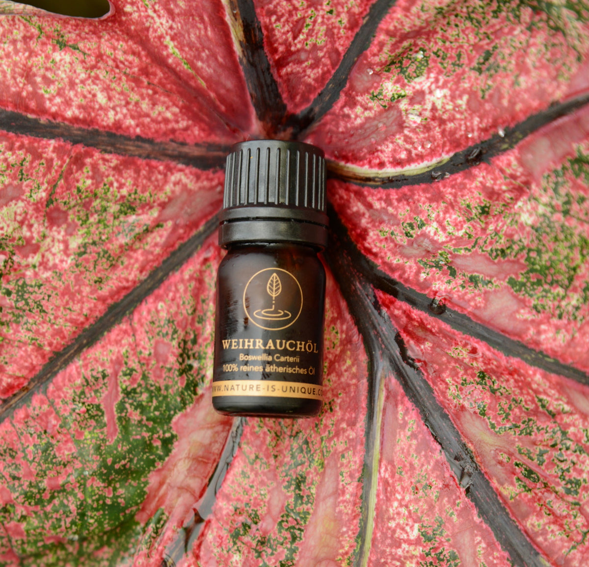 TRIBUS WEIHRAUCHÖL BOSWELLIA FREREANA, CARTERII, DALZIELII