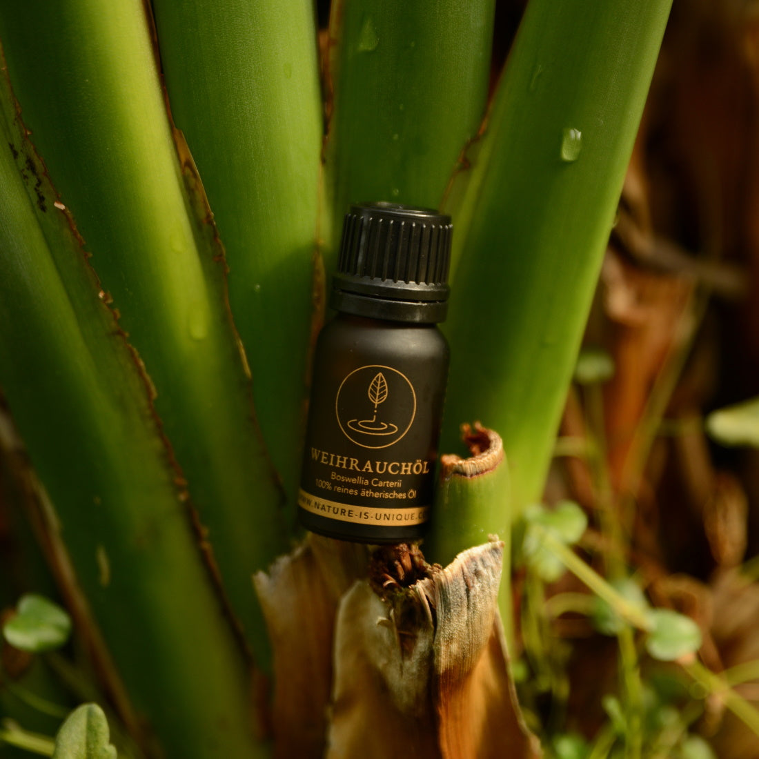 HARRABI WEIHRAUCHÖL BOSWELLIA DALZIELII